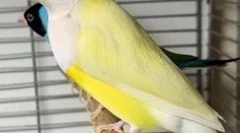 Що і як годувати amadin вдома